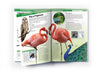 Knowledge Encyclopedia Animals - Birds [Paperback]