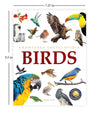 Knowledge Encyclopedia Animals - Birds [Paperback]