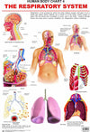 The Respiratory System [Paperback]