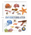 Knowledge Encyclopedia Animals - Invertebrates [Paperback]