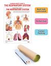 The Respiratory System [Paperback]